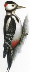 http://dasha46.narod.ru/Encyclopedic_Knowledge/Biology/Animals/Birds/2/Dyatel1.jpg